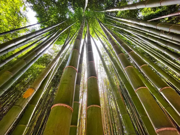 Zelený Bambusový Les Slunečním Světlem Pozadí — Stock fotografie