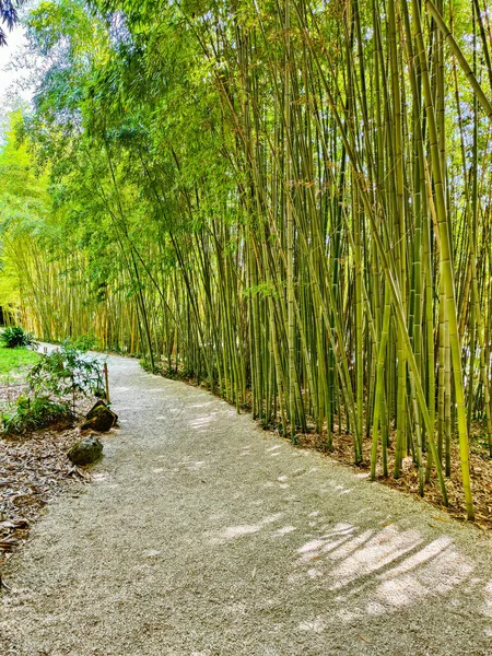 Floresta Bambu Verde Com Fundo Luz Solar — Fotografia de Stock