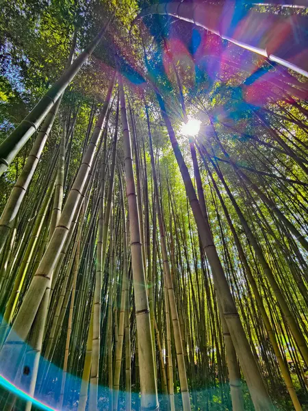 Grön Bambu Skog Med Solljus Bakgrund — Stockfoto