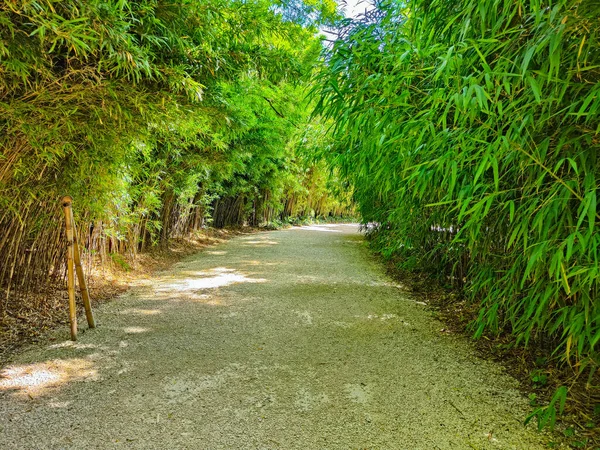 Bosque Bambú Verde Con Fondo Luz Solar —  Fotos de Stock