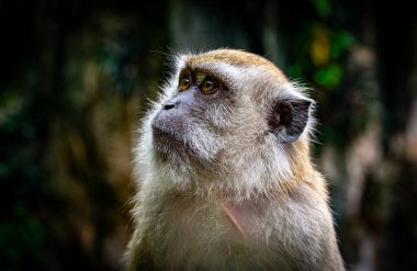 Gombak, Selangor Malezya: 18 Nisan 2025: Batu Mağaraları ve Murugan heykeli (Hindu Savaş Tanrısı) Kartikeya, Skanda, Subrahmanya ve Shanmukha olarak da bilinir..