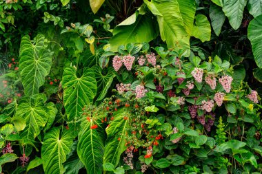 SINGAPORE - 8 Nisan 2025: Körfez ve Singapur 'daki Marina Körfezi Kumları' nın Bahçeleri