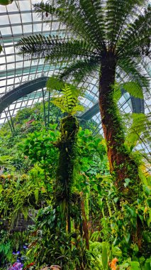 SINGAPORE - 8 Nisan 2025: Körfez ve Singapur 'daki Marina Körfezi Kumları' nın Bahçeleri