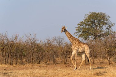 Zürafa Güney Afrika 'daki Kruger Ulusal Parkı' nda yiyecek arıyor.