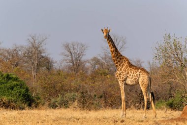 Zürafa Güney Afrika 'daki Kruger Ulusal Parkı' nda yiyecek arıyor.