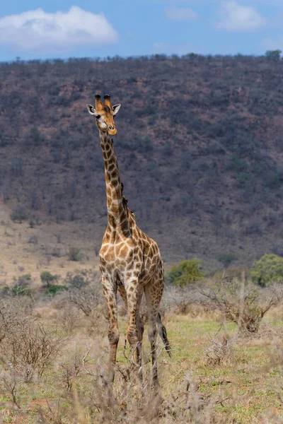 Жираф Шукає Їжу Національному Парку Крюгер Пар — стокове фото