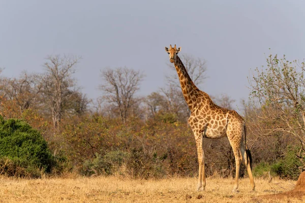 Giraffa Alla Ricerca Cibo Nel Kruger National Park Sud Africa — Foto Stock
