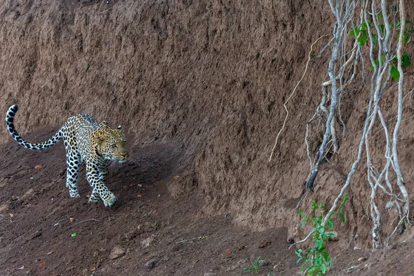 Panthera Pardus 츠와나의 구획에 지구의 강바닥에서 아침에 사냥을 있었다 — 스톡 사진