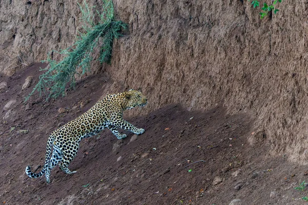 Леопард Panthera Pardus Охотится Самец Охотился Ранним Утром Сухом Русле — стоковое фото