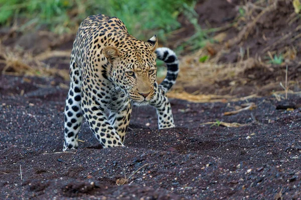 Leopárd Panthera Pardus Vadászat Hím Kora Reggel Vadászott Egy Száraz — Stock Fotó