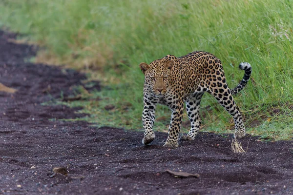 Panthera Pardus 츠와나의 구획에 지구의 강바닥에서 아침에 사냥을 있었다 — 스톡 사진