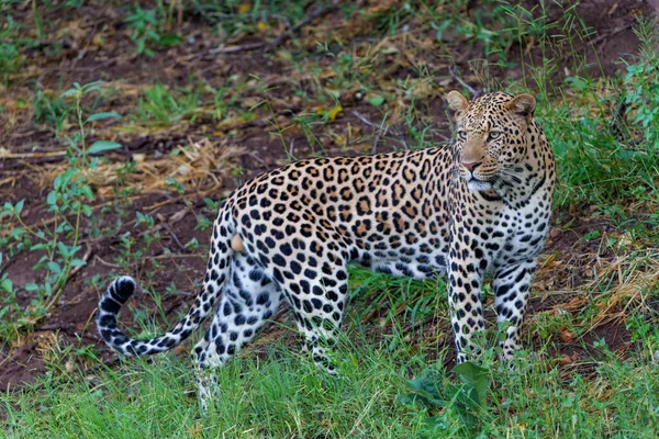 Caça Leopardo Panthera Pardus Este Macho Estava Caçando Início Manhã — Fotografia de Stock
