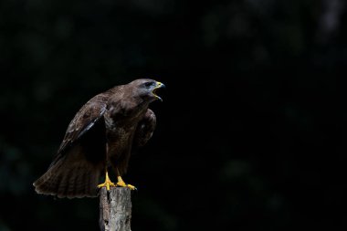 Hollanda 'nın Noord Brabant ormanında yiyecek arayan Akbaba (Buteo buteo). Siyah arkaplan