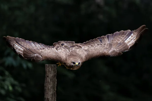 Common Buzzard Buteo Buteo Шукає Їжу Лісі Норд Брабант Нідерландах — стокове фото