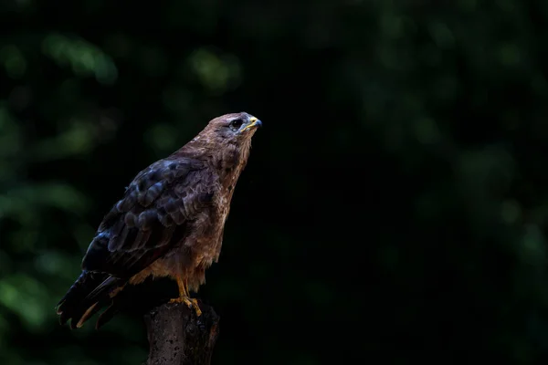 Common Buzzard Buteo Buteo Searching Food Forest Noord Brabant Netherlands — Stock Photo, Image