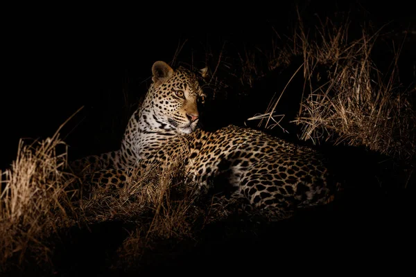 Perburuan Leopard Dalam Kegelapan Sabi Sands Game Reserve Greater Kruger — Stok Foto