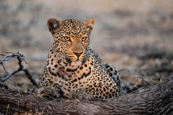 Panthera Pardus 남아프리카 공화국의 크루거 지역에 금렵구에서 휴식을 취하고 — 스톡 사진