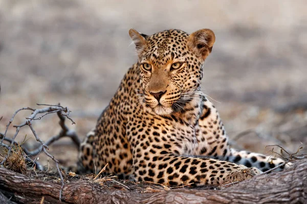 Leopardo Panthera Pardus Che Riposa Nella Riserva Caccia Sabi Sands — Foto Stock