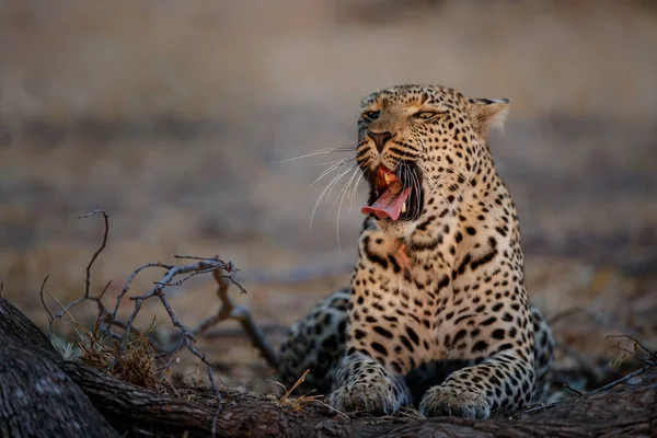 Leopardo Panthera Pardus Descansando Reserva Caza Sabi Sands Región Del — Foto de Stock
