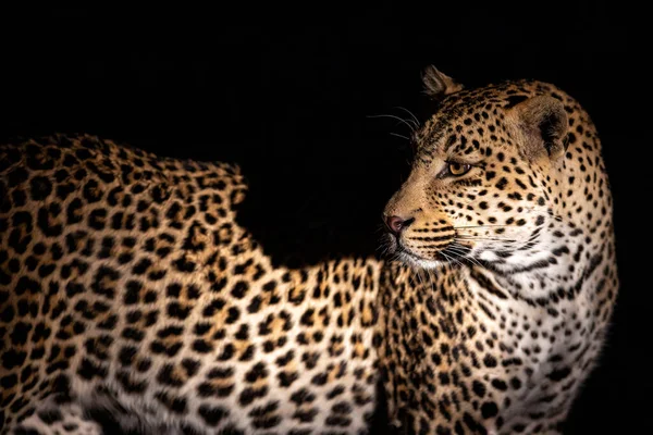 Perburuan Leopard Dalam Kegelapan Sabi Sands Game Reserve Greater Kruger — Stok Foto