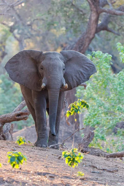 Samec Slon Hledá Potravu Pozdním Odpoledni Období Sucha Lese Vysokých — Stock fotografie