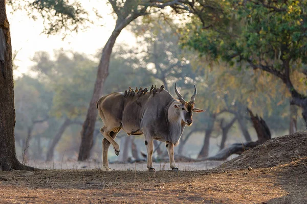 Країна Йде Восковиками Спині Національного Парку Мана Пулс Зімбабве — стокове фото