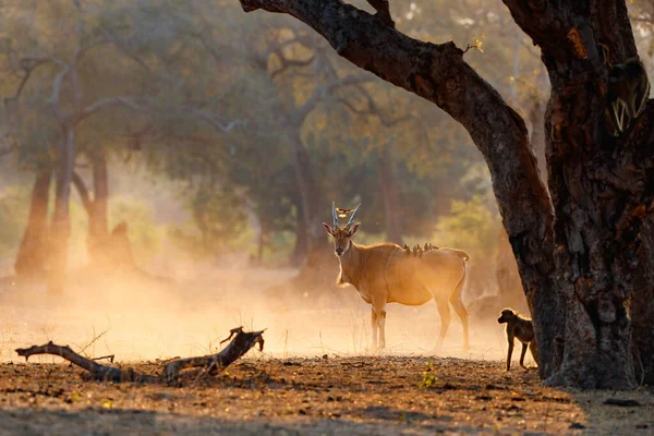 Wspólna Kraina Wołami Plecach Parku Narodowym Mana Pools Zimbabwe — Zdjęcie stockowe