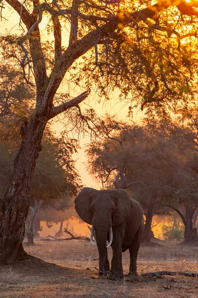 Férfi Elefánt Keres Élelmiszer Késő Délután Száraz Évszakban Erdőben Magas — Stock Fotó