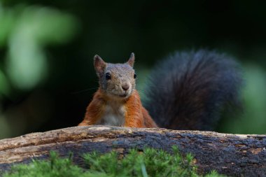  Avrasya kızıl sincabı (Sciurus vulgaris) Hollanda 'daki ormanda yiyecek arayan bebek.