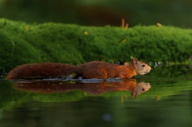  Avrasya kızıl sincabı (Sciurus vulgaris) Hollanda 'daki ormanda yiyecek arayan bebek.