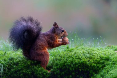  Avrasya kızıl sincabı (Sciurus vulgaris) Hollanda 'daki ormanda yiyecek arayan bebek.