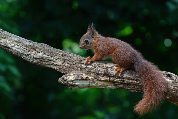 Eurasian Red Squirrel Sciurus Vulgaris Dítě Hledá Potravu Lese Nizozemsku — Stock fotografie