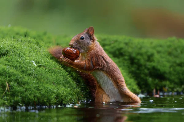 Красная Белка Sciurus Vulgaris Ищет Пищу Лесу Нидерландах — стоковое фото