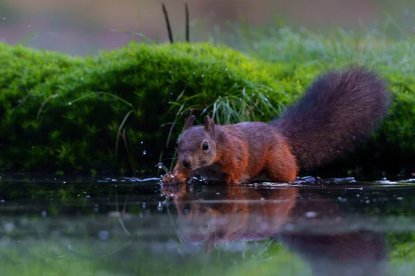 在荷兰的森林里觅食的欧亚红松鼠宝宝 — 图库照片