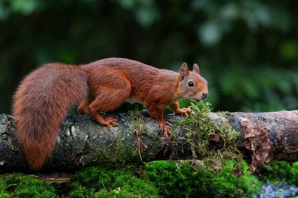 在荷兰的森林里觅食的欧亚红松鼠宝宝 — 图库照片