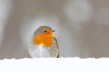 Avrupalı Robin (Erithacus rubecula) Hollanda 'daki ormanda karda yiyecek arıyor