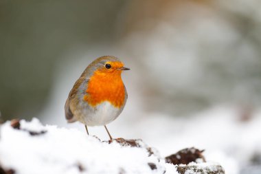 Avrupalı Robin (Erithacus rubecula) Hollanda 'daki ormanda karda yiyecek arıyor