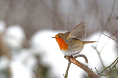 Avrupalı Robin (Erithacus rubecula) Hollanda 'daki ormanda karda yiyecek arıyor