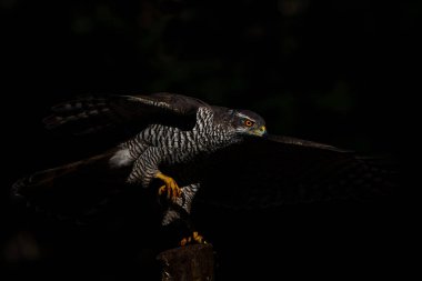 Kuzey Şahini (accipiter gentilis) Hollanda 'daki Noord Brabant ormanında yiyecek arıyor.