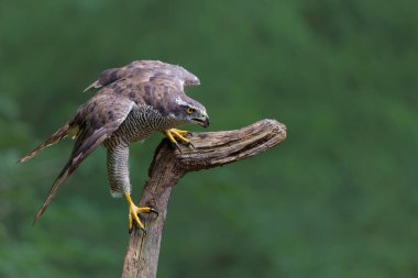 Kuzey Şahini (accipiter gentilis) Hollanda 'daki Noord Brabant ormanında yiyecek arıyor.