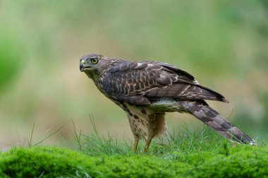 Kuzey Şahini (accipiter gentilis) Hollanda 'daki Noord Brabant ormanında yiyecek arıyor.