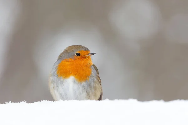 European Robin Erithacus Rubecula Searching Food Snow Forest Netherlands — Stock Photo, Image