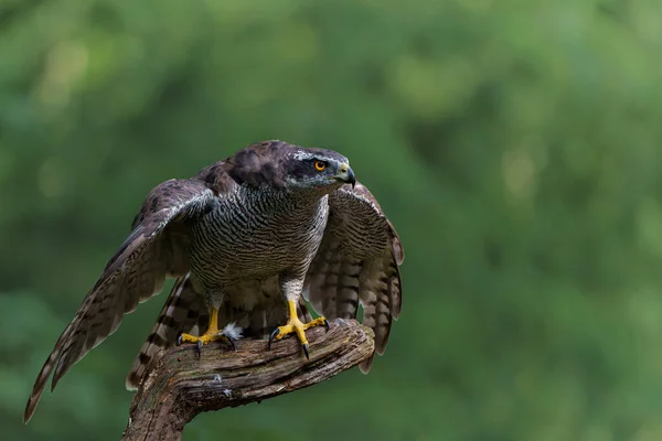 在荷兰Noord Brabant森林里觅食的北方福鹰 解放动物 — 图库照片