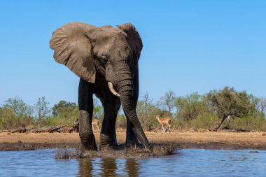 Filler Botsvana 'daki Tuli Bloğunda Mashatu' da bir su birikintisinde içiyor ve banyo yapıyorlar..