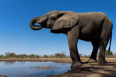 Filler Botsvana 'daki Tuli Bloğunda Mashatu' da bir su birikintisinde içiyor ve banyo yapıyorlar..