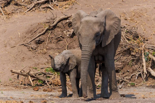 Gajah Mencari Air Dasar Sungai Kering Mashatu Game Reserve Blok — Stok Foto