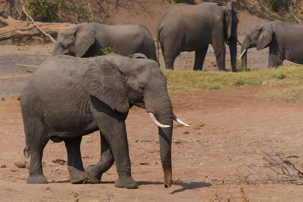 Elefánt Keres Vizet Egy Száraz Folyómederben Mashatu Game Reserve Tuli — Stock Fotó