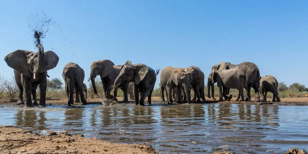 Elefántok Isznak Fürdenek Egy Víznyelőben Mashatu Game Reserve Ben Botswanai — Stock Fotó