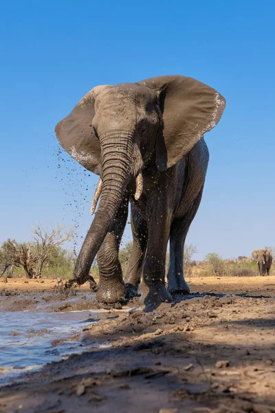 ボツワナのトゥリ ブロックにあるマシャツ ゲーム リザーブの水飲み場でお風呂に入る象 — ストック写真