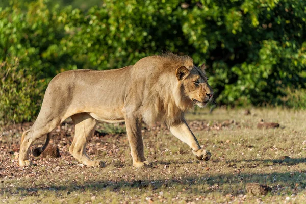 Lwa Panthera Leo Samiec Polowanie Mashatu Game Reserve Bloku Tuli — Zdjęcie stockowe